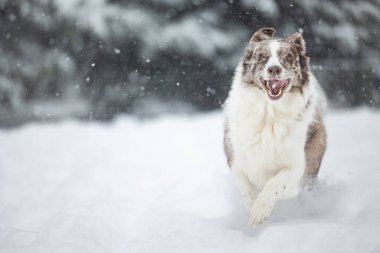 Heyecanlı Avustralyalı Çoban taze kar altında koşuyor.