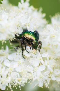 Beyaz Çiçekler Üzerine Yeşil Gül Chafer