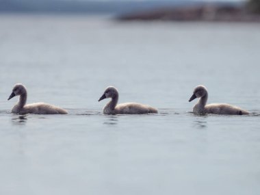 Üç Kuğu Yavrusu Üst üste Yüzüyor