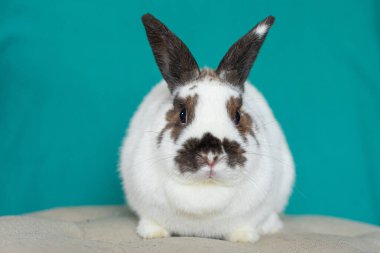 Kahverengi ve beyaz tavşan bej yüzeye bakıyor..