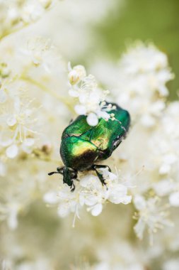 Polenli Rose Chafer Arka Görünümü