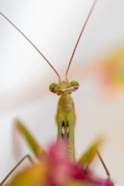 Peygamberdevesinin makro portresi kameraya bakıyor.