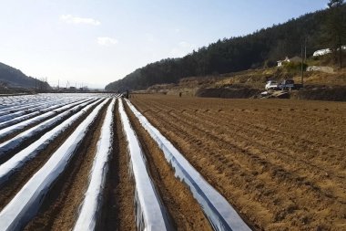 Patatesler plastik ambalajın altında.