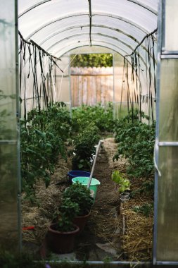 Yeşillik sebze yetiştiren organik sera