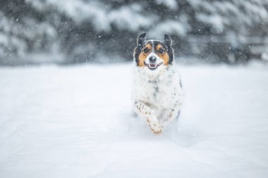 Bir kış günü derin karlar arasında koşan enerjik bir köpek.