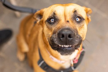 Bulutlu gözlerle gülümseyen kahverengi köpek kameraya bakıyor.