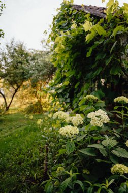 Kırsal kır evinde üzüm bağlarıyla çiçek açan ortanca.