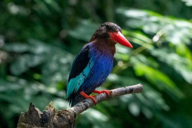 Mavi karınlı balıkçı bir ağaç dalında