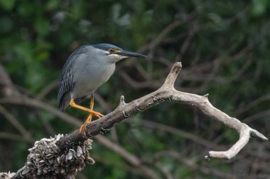 Balıkçıl, bir ağaç dalında bekliyor balığın geçmesini bekliyor.