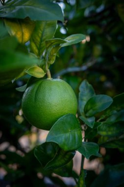 Yeşil portakal, yemyeşil yapraklarla çevrili bir narenciye dalında yetişiyor.