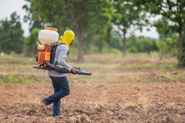 Tayland kırsalında yenilikçi pirinç tarımı