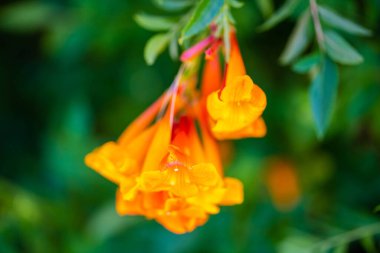 Tucson, Arizona 'da bir çiçek bitkisi.