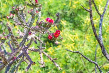 Tucson, Arizona 'da çiçek açan bir kaktüs.