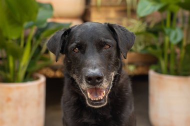 Kapalı alandaki bitkilerin önünde gülümseyen yaşlı siyah köpek..
