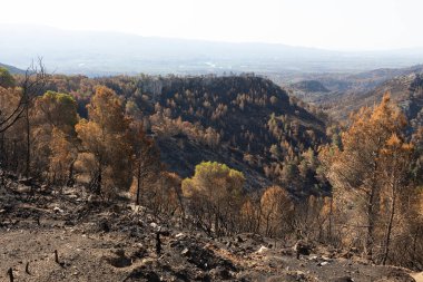 Dağ manzarasını kaplayan yanmış ağaçlar yangının sonrasını gösteriyor.