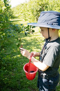 Güneşli bir günde elinde kırmızı bir kovayla yabanmersini toplayan bir çocuk.