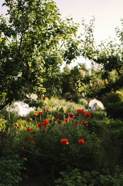 Yaban çiçekleri ve yumuşak akşam ışığında yeşillik açan bahçe.