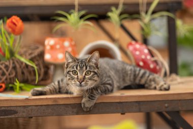 Tekir kedi ahşap masaya uzanıyor. Etrafı renkli dekorlarla çevrili..