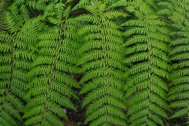 Yeşilli Yeşil Eğreltiotu Yaprağının Ayrıntılı Yakın Çekimi