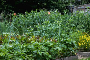 Kadife çiçekleri ve pancar sıralarının olduğu köy bahçesi.