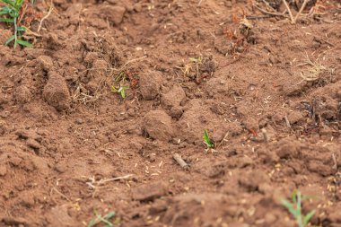 Bereketli topraktan yeni pirinç filizleri çıkıyor.
