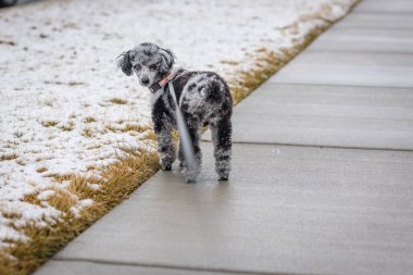 Utah karında yürüyen siyah ve gri kaniş köpeği.