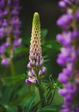 Yazın bahçede açan mor lup çiçeklerine yakın..