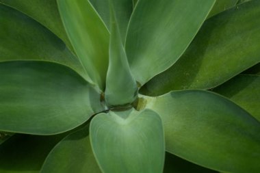 Medellin, Kolombiya 'daki agave attenuata Bitkisi Yakın plan