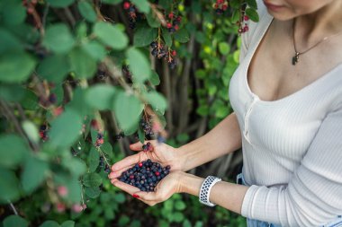 Çalı çırpı toplayan eller..