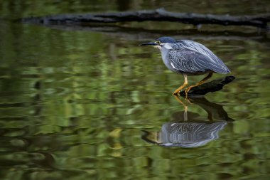 Çizgili balıkçıl Latince adı Butorides
