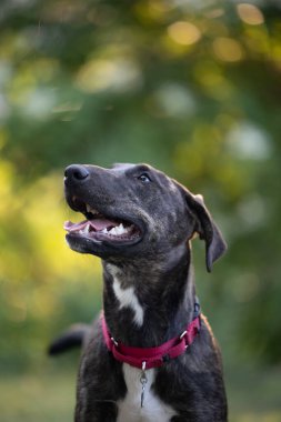 Kırmızı yakalı Brindle köpeği yeşil arka planda yukarı bakıyor..