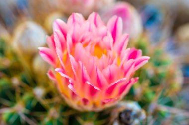 Tucson, Arizona 'da çiçek açan bir kaktüs.