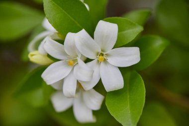 Turuncu Jessamine çiçeğinin yakın çekimi