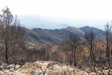 Dağ ormanlarında tahrip edici orman yangını yanan ağaçlar.