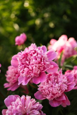 Altın saat boyunca bahçede çiçek açan pembe şakayıkların kapanışı