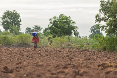 Pirinç ekme hasat için tohum ekme