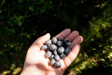 Doğal güneş ışığında taze toplanmış yabanmersini.