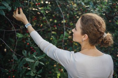 Kiraz ağacından olgun kırmızı kirazları toplayan bir kadın.
