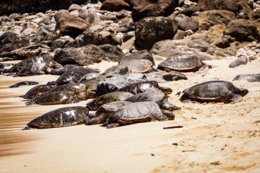 Kumsalda güneşlenen yeşil kaplumbağalar.