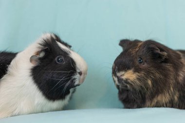 İki kobay açık mavi arka planda karşı karşıya..