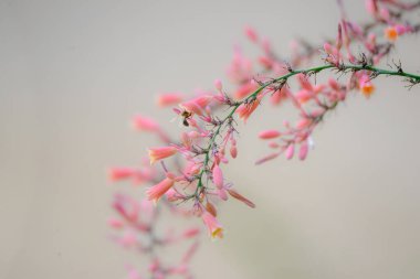 Yaban Arısı ve Kırmızı Yucca Çiçeği