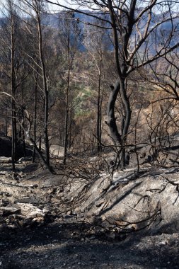 Yanan ağaçlar ve toprak yangından sonra bir dağı kaplıyor.