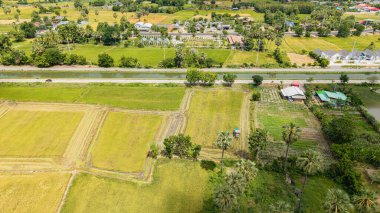 Yol kenarındaki pirinç hasatçısı ve sulama kanalı