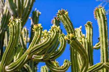 Tucson, Arizona 'da çiçek açan bir kaktüs.