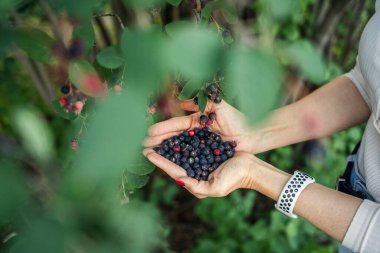 Çalı çırpı toplayan eller..