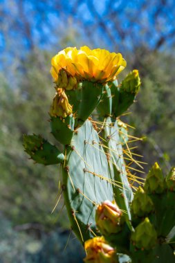 Tucson, Arizona 'da çiçek açan bir kaktüs.
