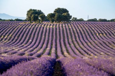Ufuk çizgisine uzanan Geniş Mor Lavanta Alanları