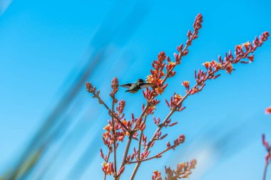 Tucson, Arizona 'dan Anna Hummingbird.