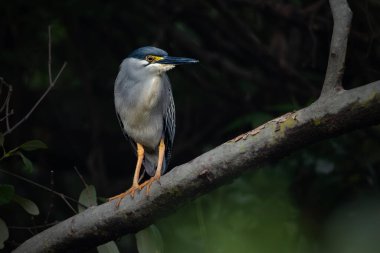 Çizgili balıkçıl Latince adı Butorides