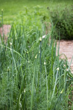 Soğan Çiçekleri ve Dill Bahçede